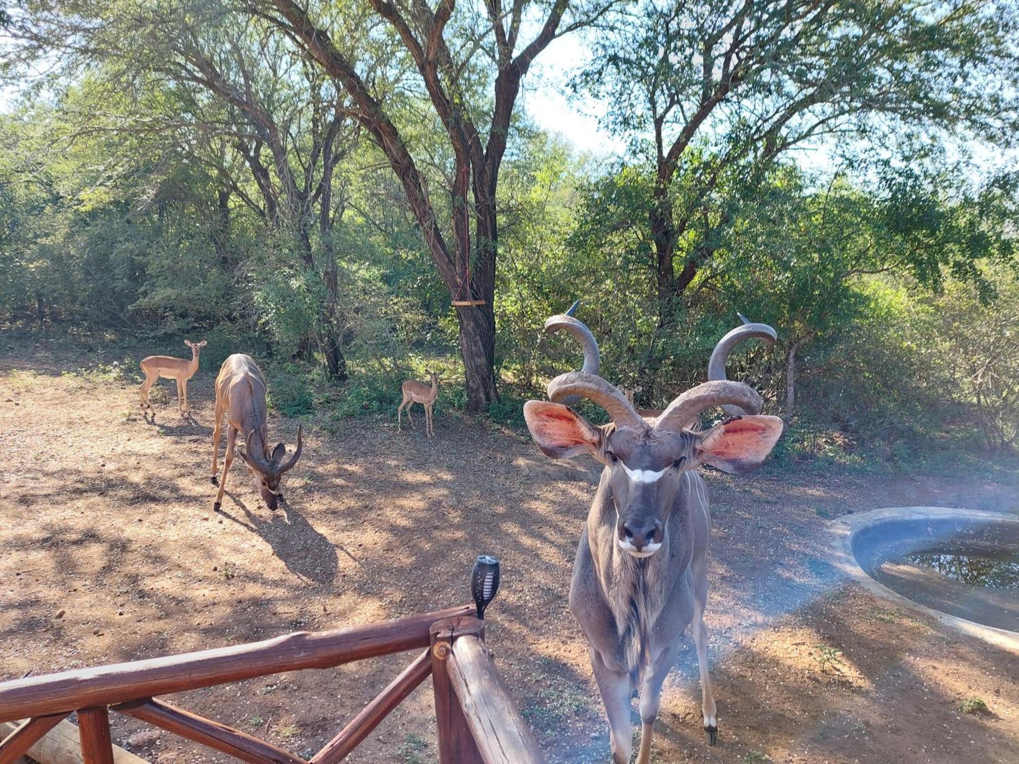 Khumbula Iafrica 2 Villa Marloth Park Exterior foto