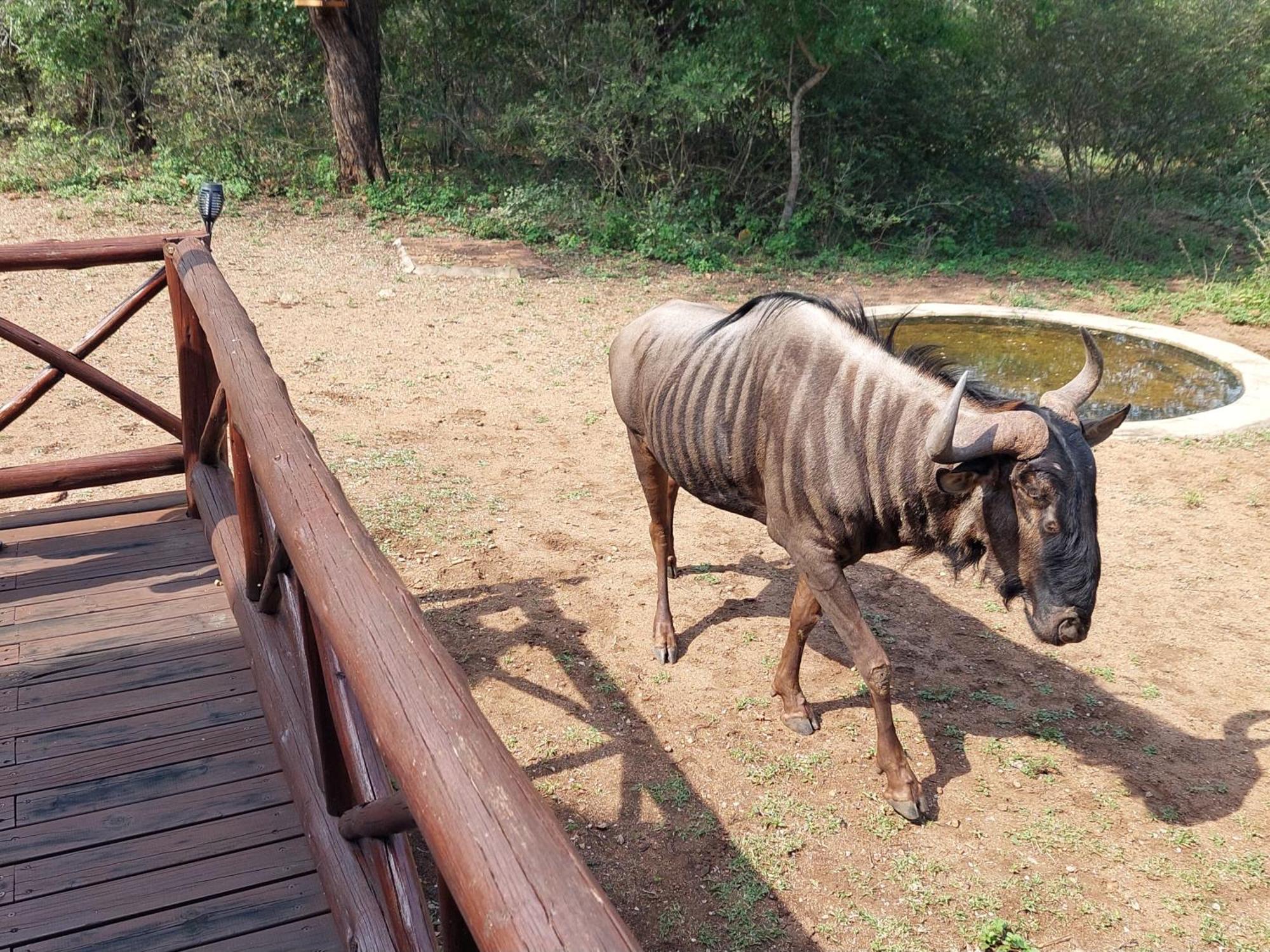 Khumbula Iafrica 2 Villa Marloth Park Exterior foto